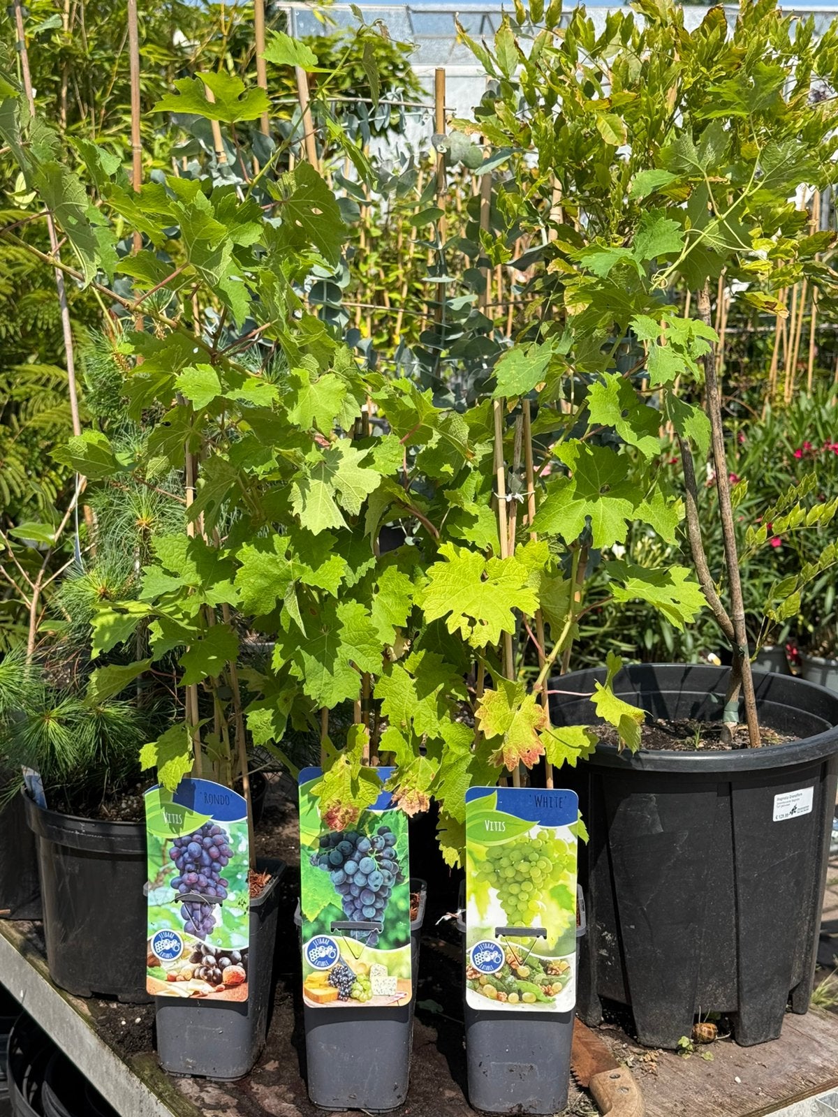 Mooie holandse druiven planten mooie hoogte 9.95 pst geent, Ophalen, Volle zon, Vaste plant, Zomer