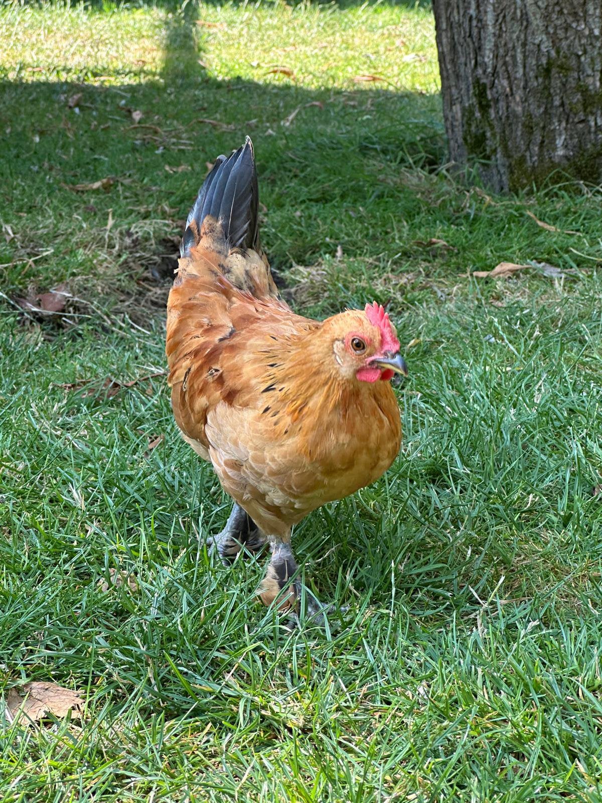 Haan te koop, Dieren en Toebehoren, Pluimvee, Mannelijk, Kip