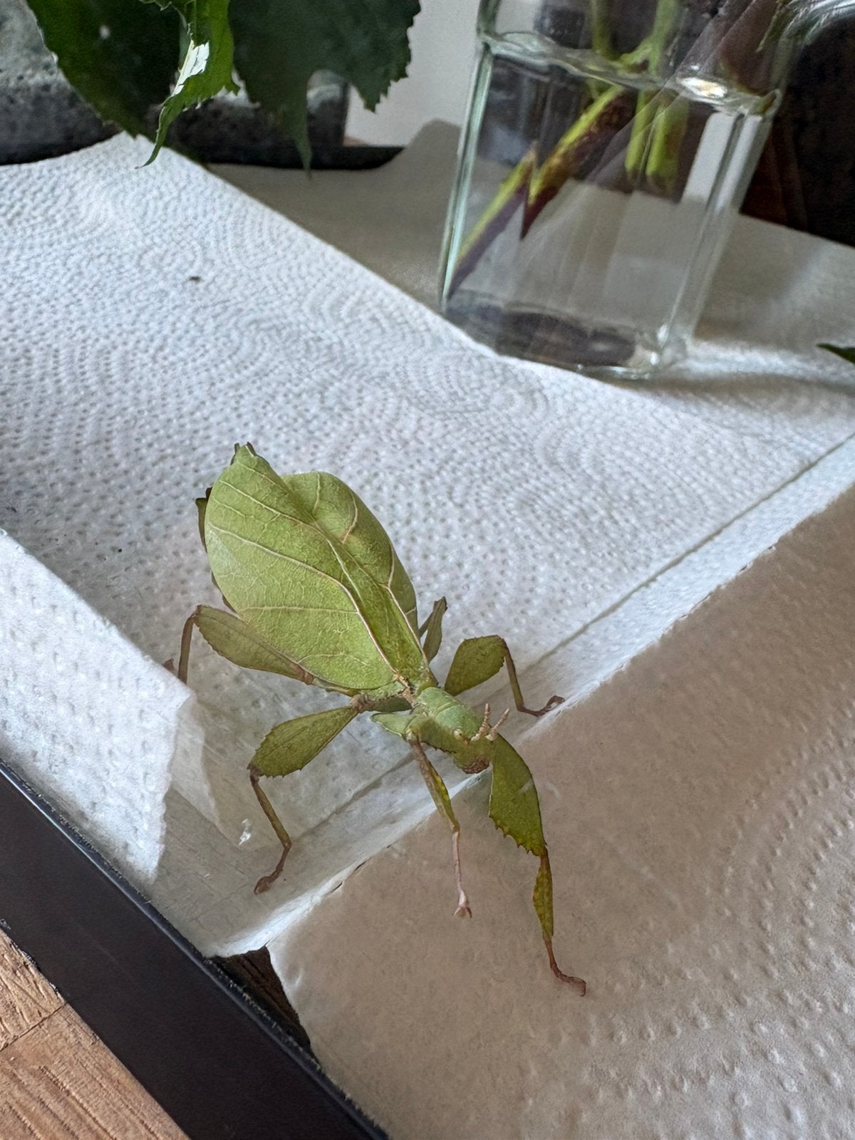 phyllium bourquei itogon wandelend blad., Ophalen of Verzenden, Zo goed als nieuw