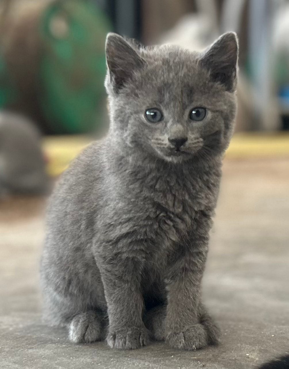 Kittens van de boerderij, Meerdere dieren, 0 tot 2 jaar