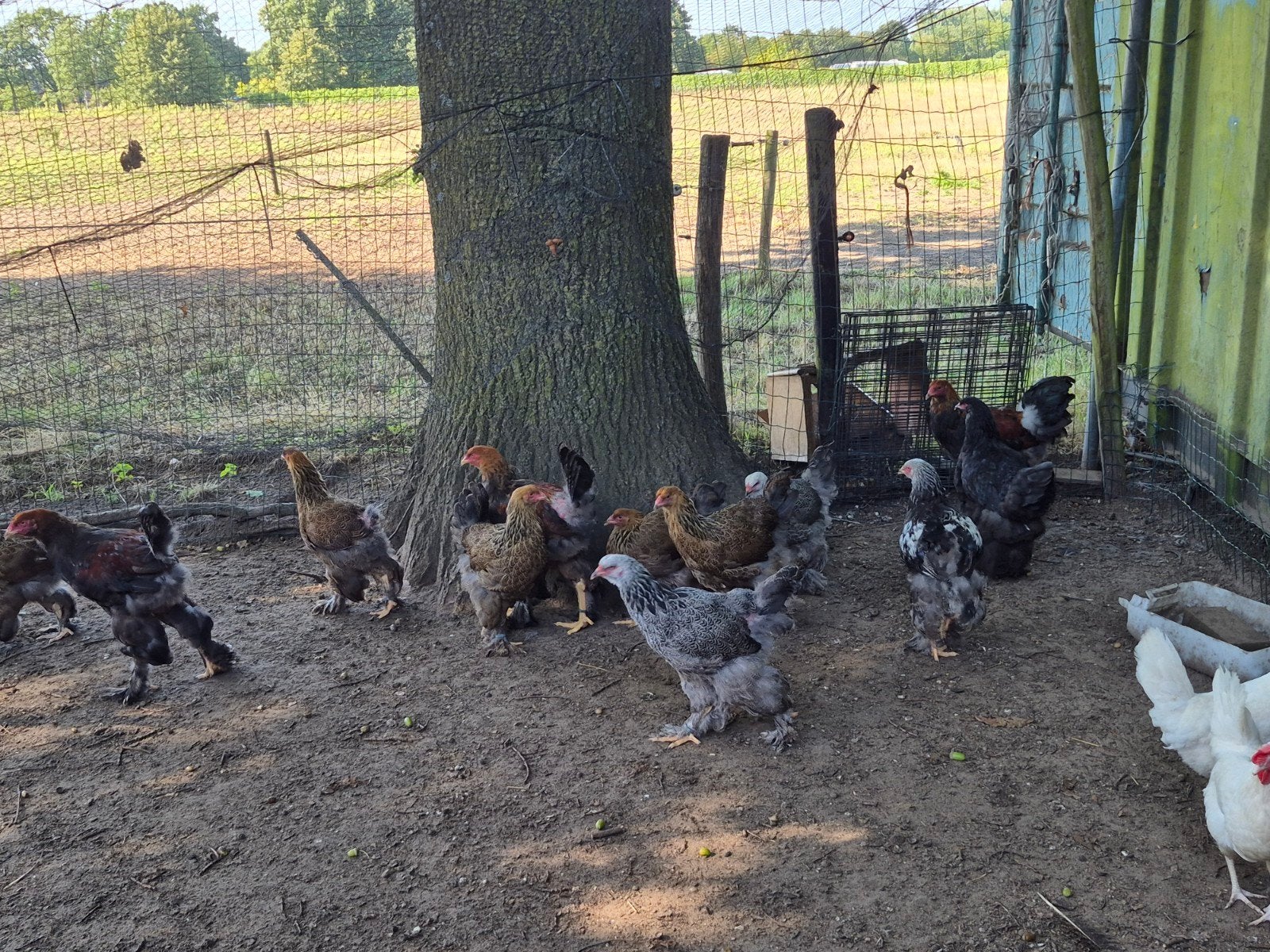 te koop jonge brahma kippen, Dieren en Toebehoren, Meerdere dieren, Kip