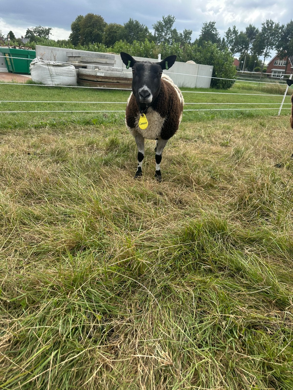 Tekoop bonte schaap, Vrouwelijk, Schaap, 3 tot 5 jaar