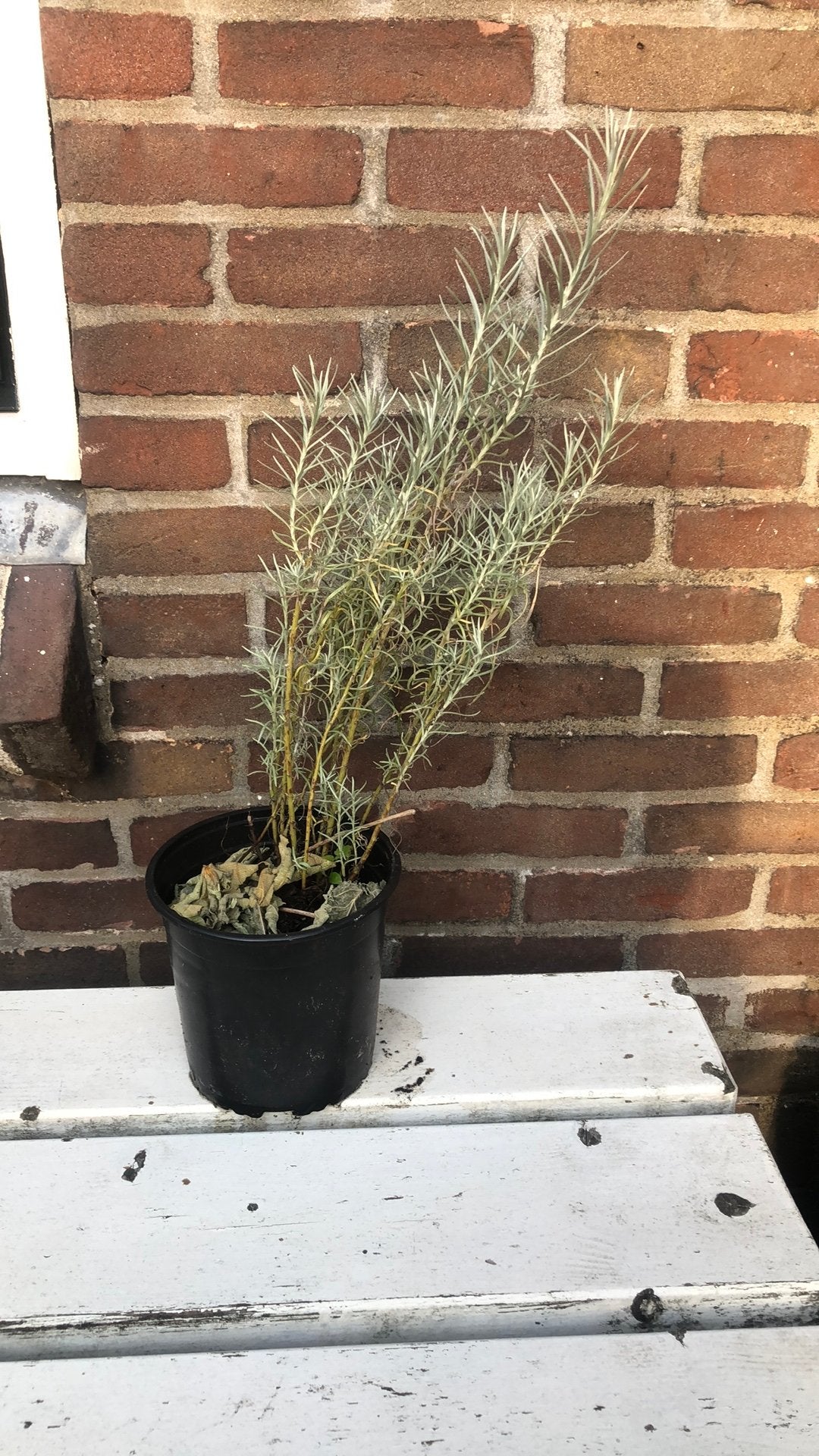 Biologische Kerrieplant 🪴, Ophalen, Volle zon, Vaste plant, Kruiden