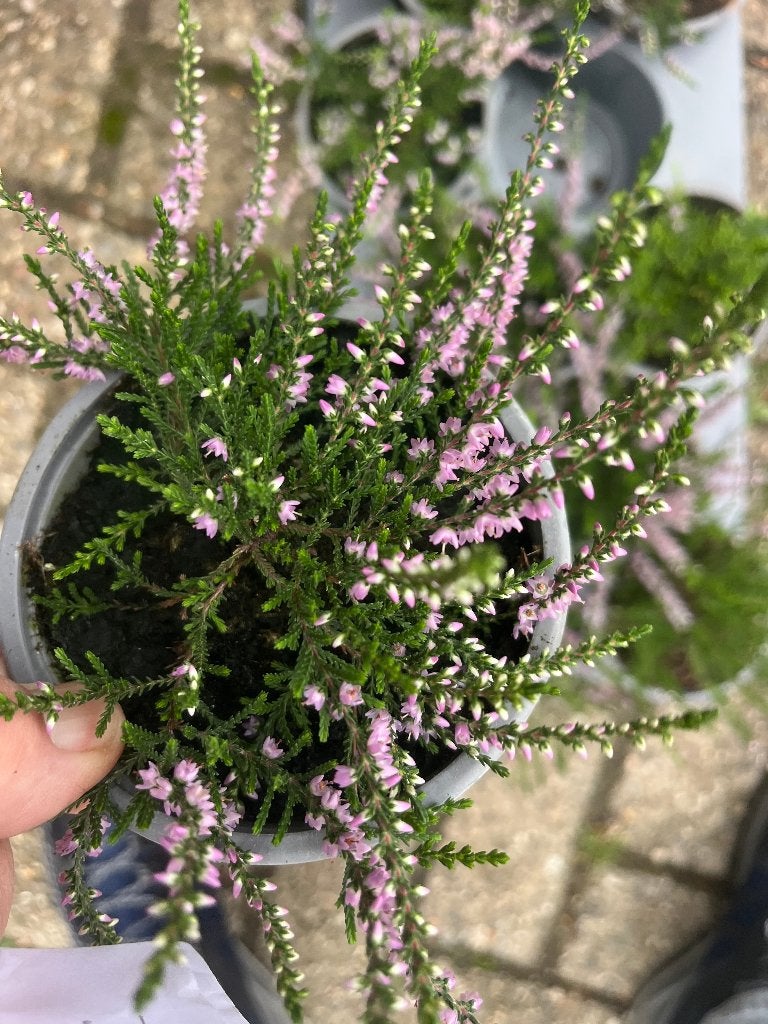Unieke inheemse heideplantjes voor biodiversiteit, Ophalen, Overige soorten, Struik, Minder dan 100 cm