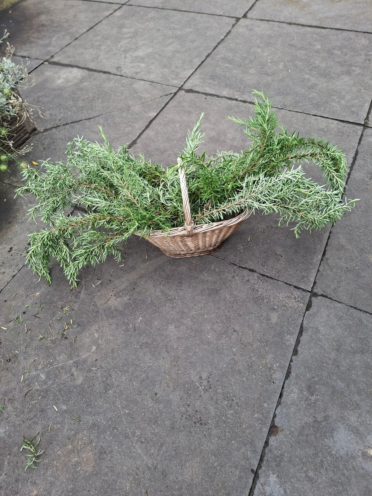 Takken rozemarijn 50 cent per tak, Tuin en Terras, Planten | Tuinplanten, Ophalen, Eenjarig, Overige soorten, Volle zon