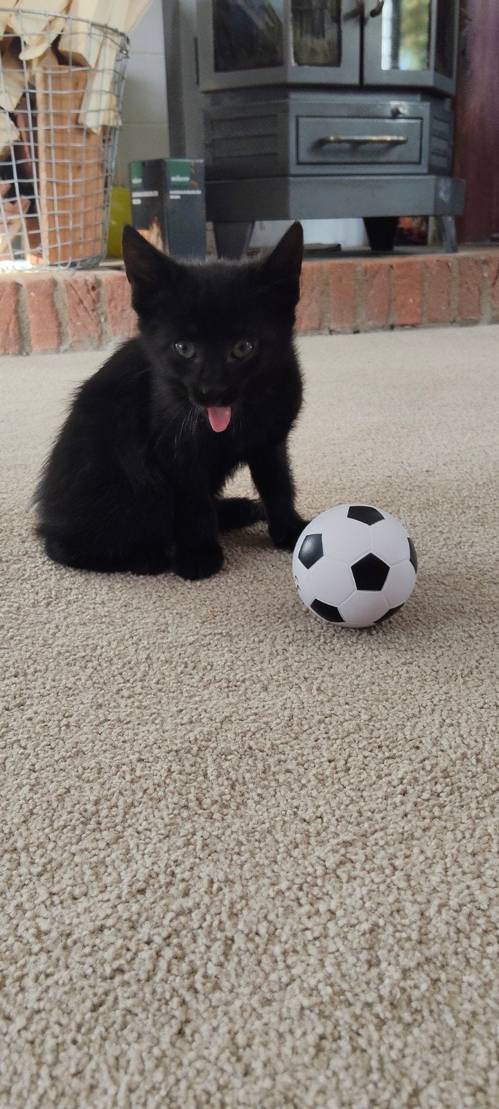 Kittens