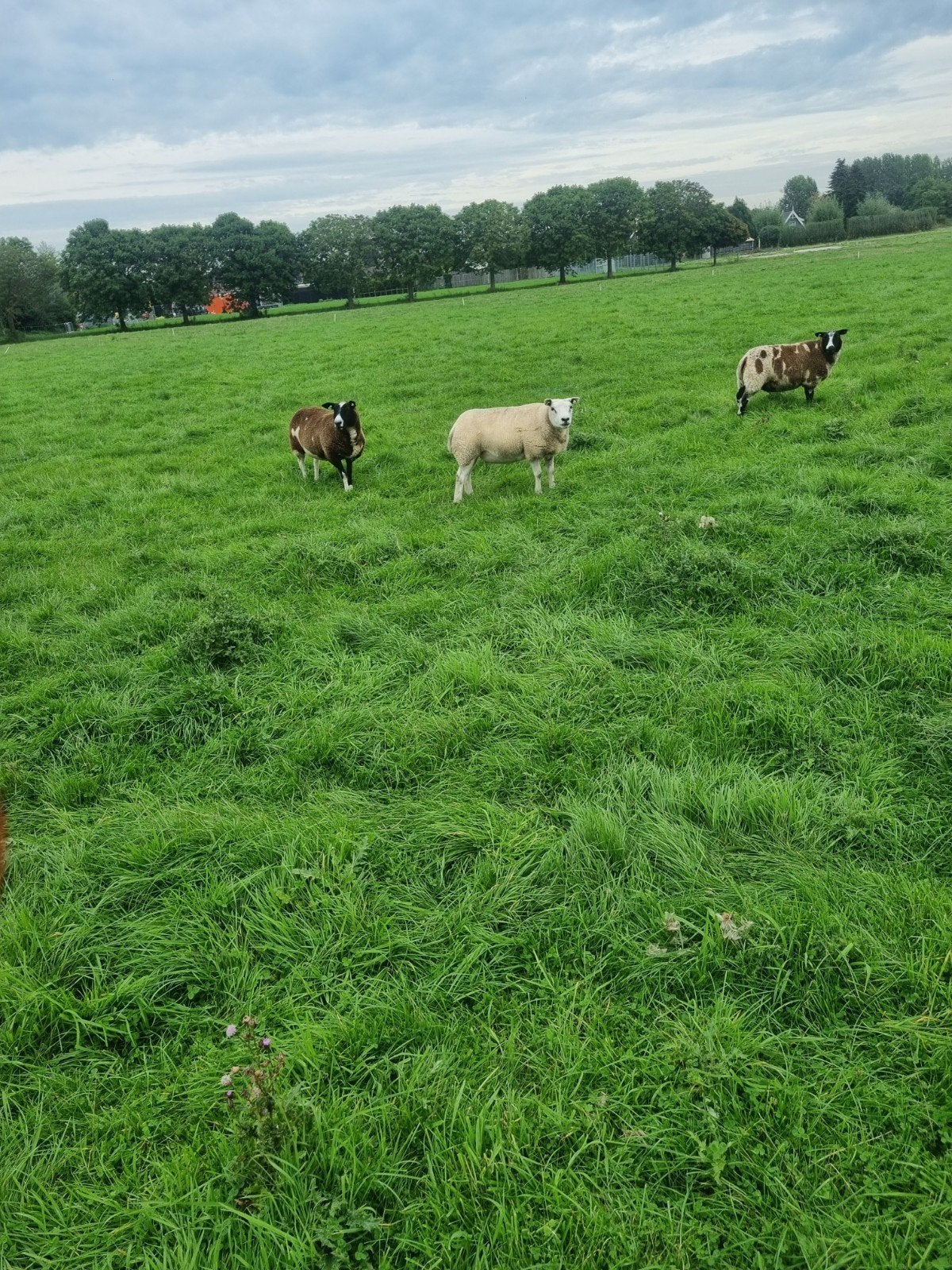 mooie fokschapen voor bij de ram 1.5 jaar., Dieren en Toebehoren