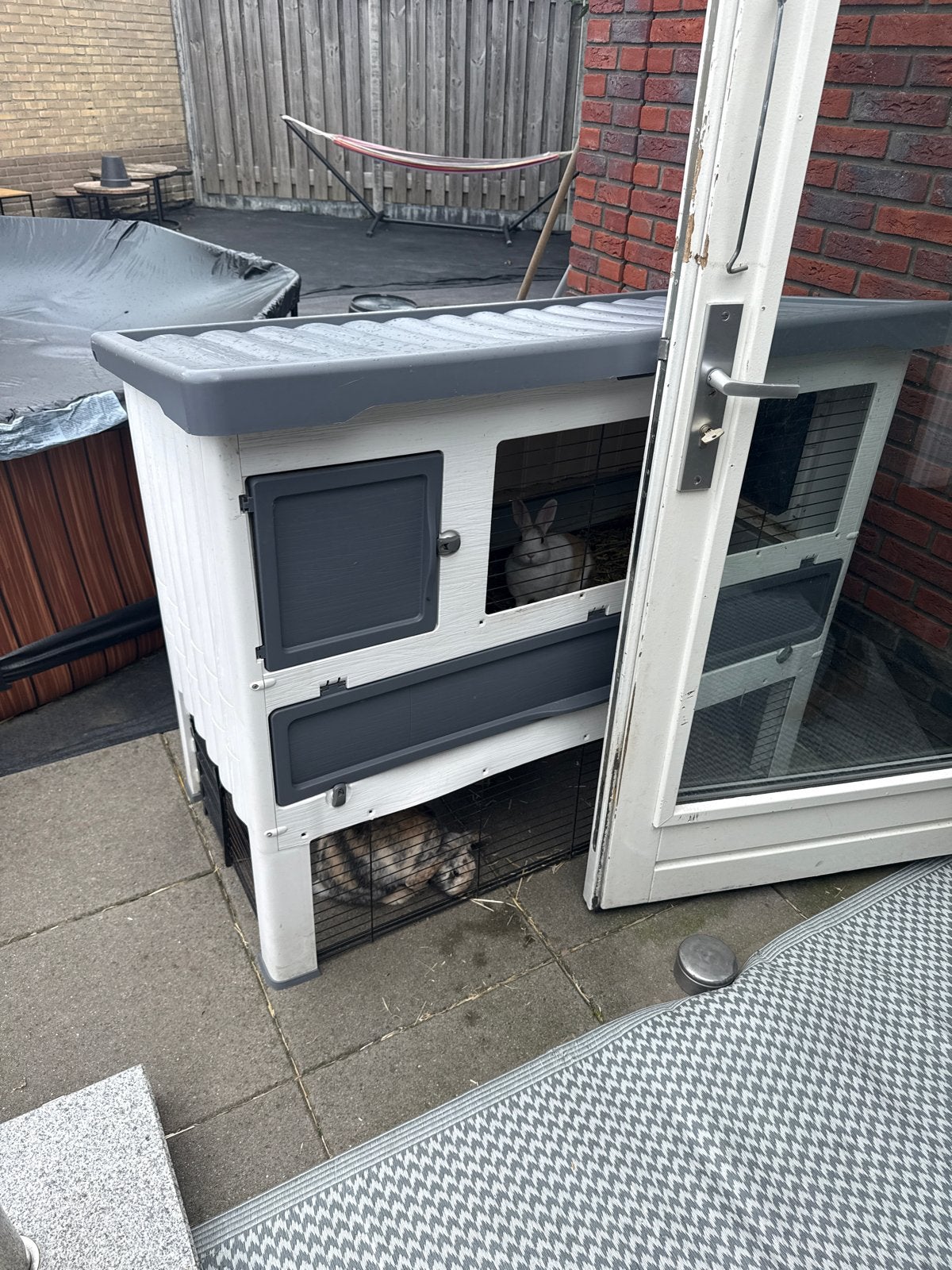 Konijn, Vrouwelijk
