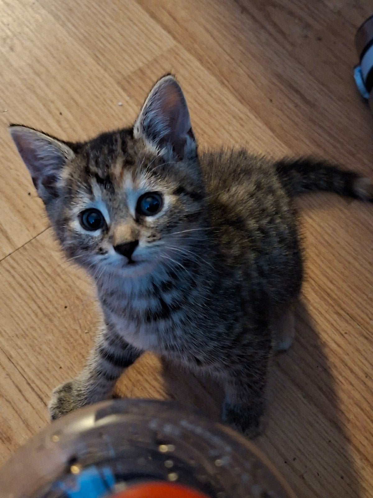 2 kittens, Meerdere dieren, Ontwormd, 0 tot 2 jaar