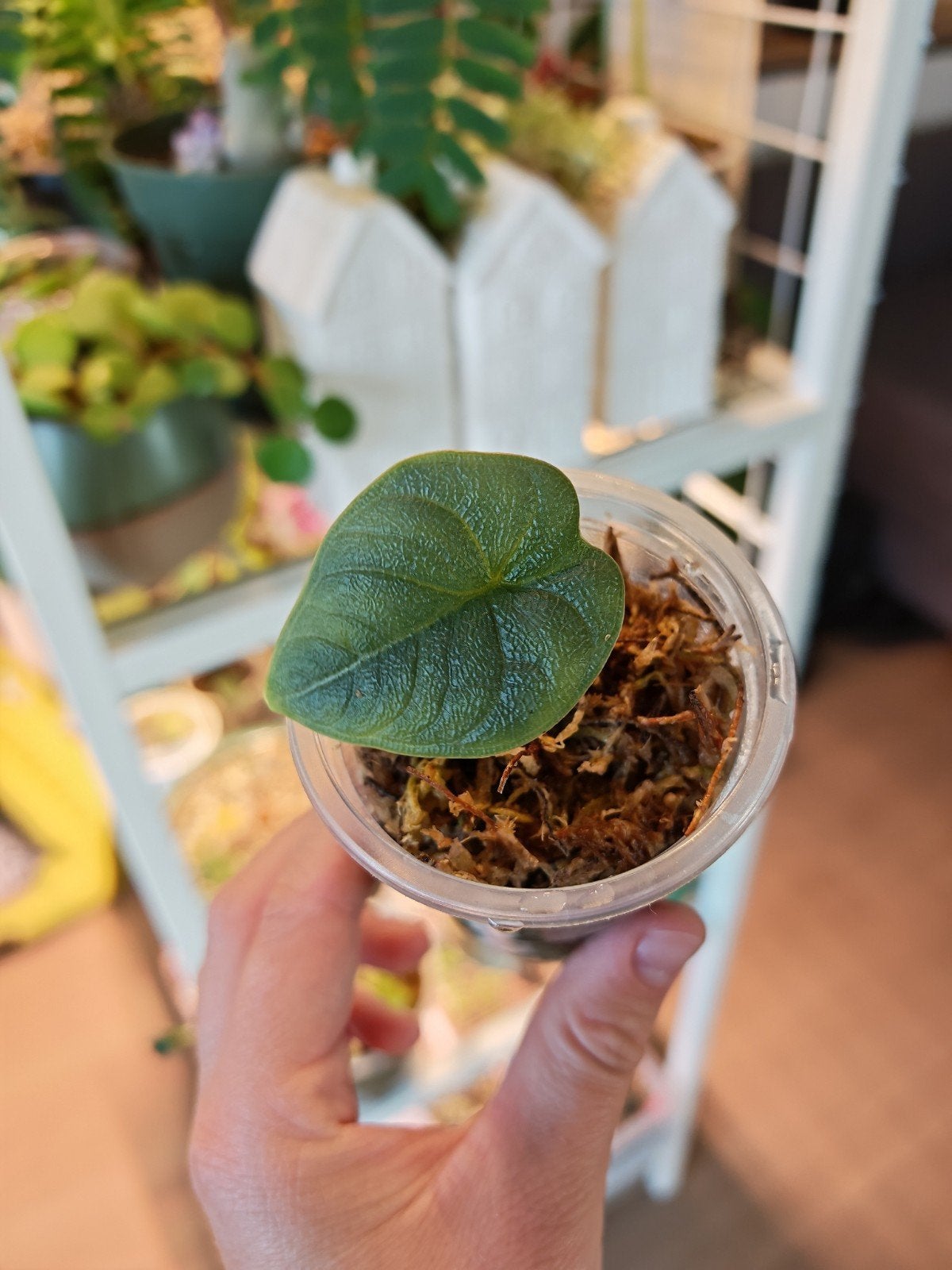 Alocasia Melo, Ophalen of Verzenden, Halfschaduw, Minder dan 100 cm