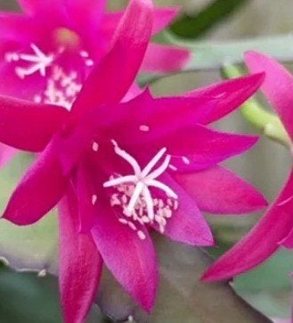 epiphyllum cactus leon herrick gewortelde stekken, Minder dan 100 cm, Bloeiende kamerplant, Halfschaduw, Ophalen of Verzenden