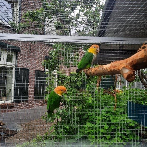 Kweekkoppel Groendij-caiques/papegaaien., Dieren en Toebehoren, Meerdere dieren, Papegaai, Geringd