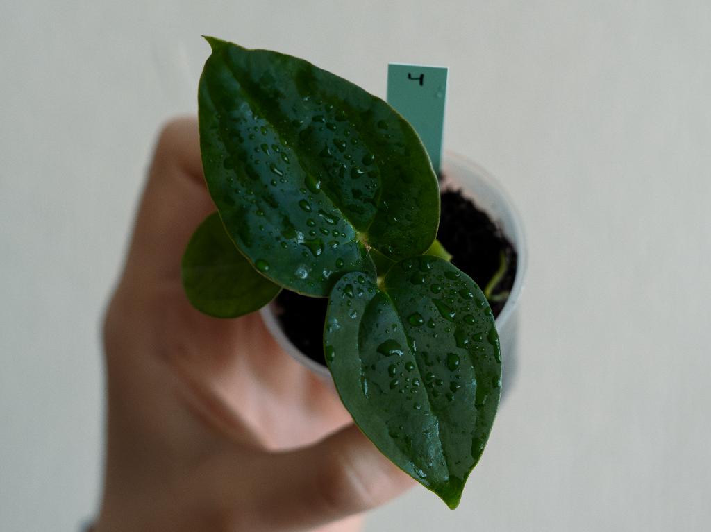 Anthurium Michelle x Papillilaminum zaailing #4, Overige soorten, Minder dan 100 cm, Groene kamerplant, Halfschaduw