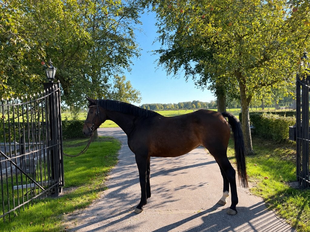 Fijne merrie te koop, Merrie, Met stamboom, Springpaard, B