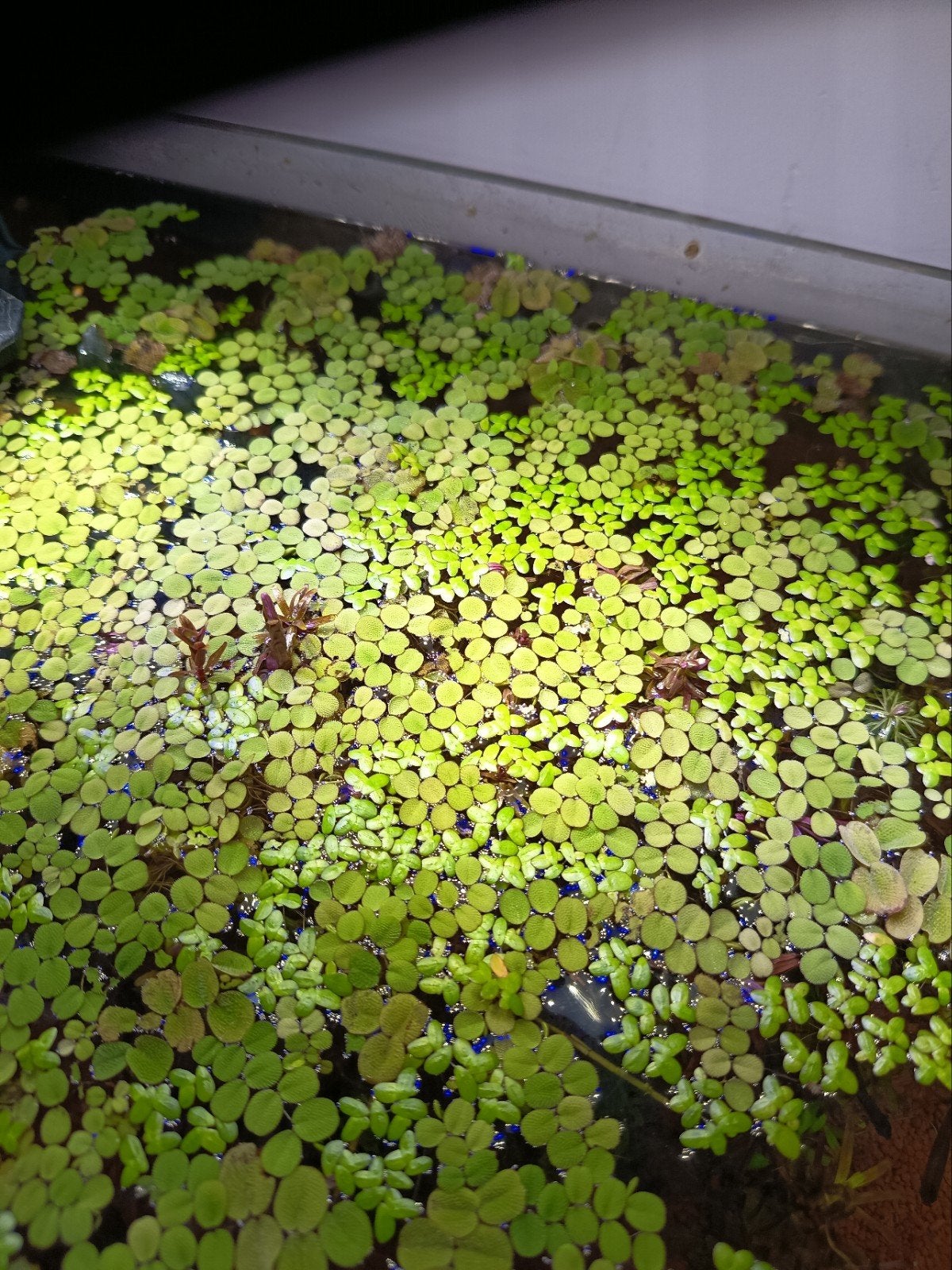 Drijfplantjes {salvinia minima}, Ophalen, Plant(en), Steen of Hout