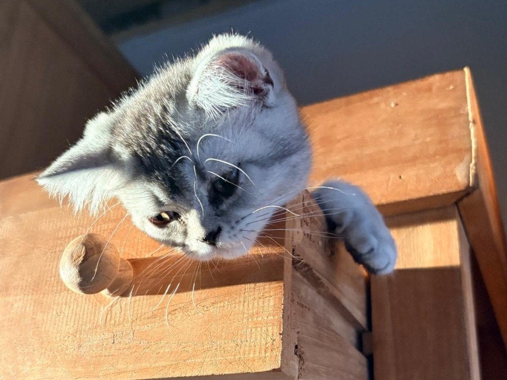 Britse korthaar kittens en kruisingen kittens, Meerdere dieren, Met stamboom, 0 tot 2 jaar
