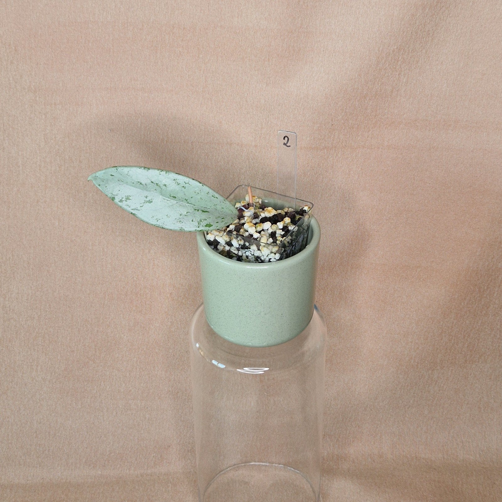 Hoya Pubicalyx Pink Silver Ghost 2, Verzenden, Halfschaduw, Minder dan 100 cm