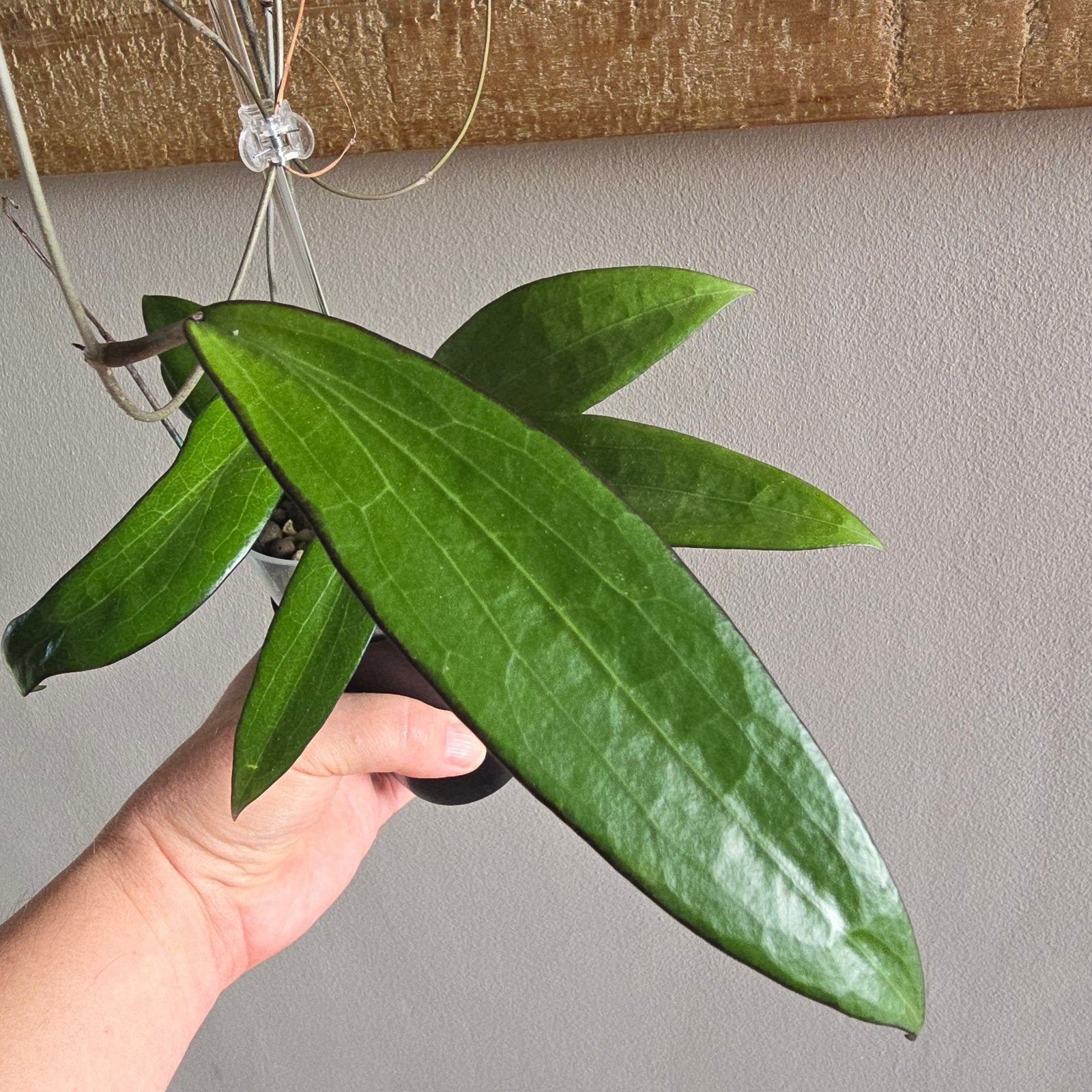 Hoya AH803, Bloeiende kamerplant, Ophalen, Halfschaduw
