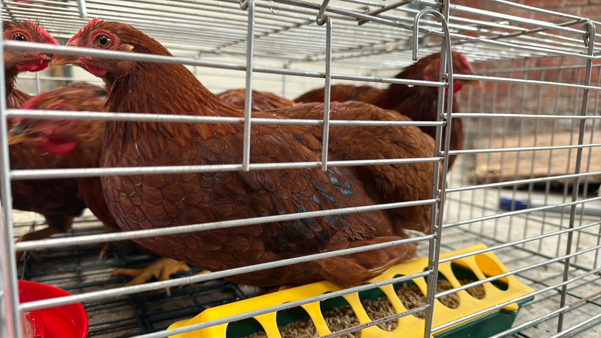 Gratis Wyandotte hanen (7 stuks), Dieren en Toebehoren, Mannelijk, Kip