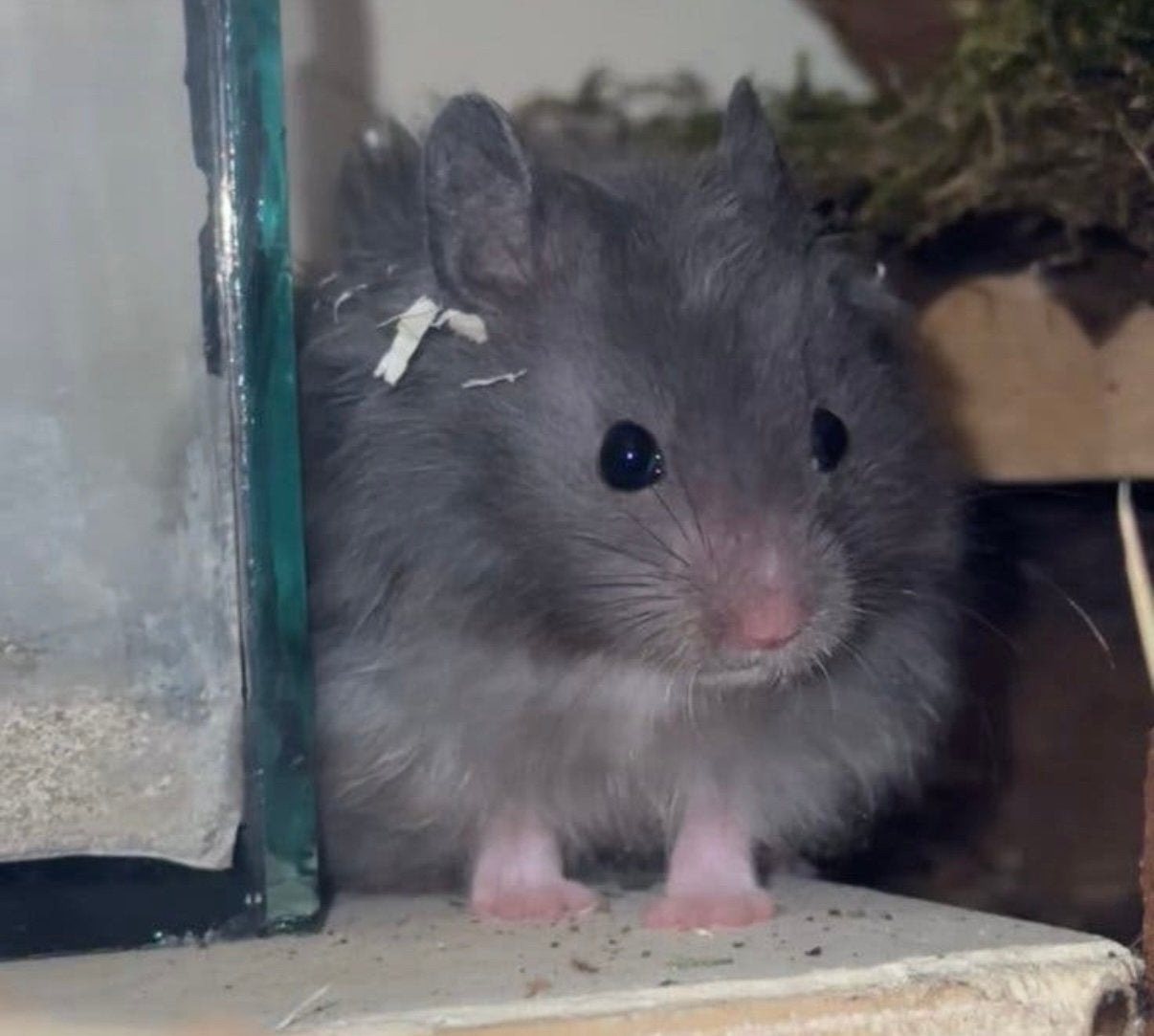 Lieve syrische hamster, Dieren en Toebehoren, Hamster, Mannelijk, November, Tam