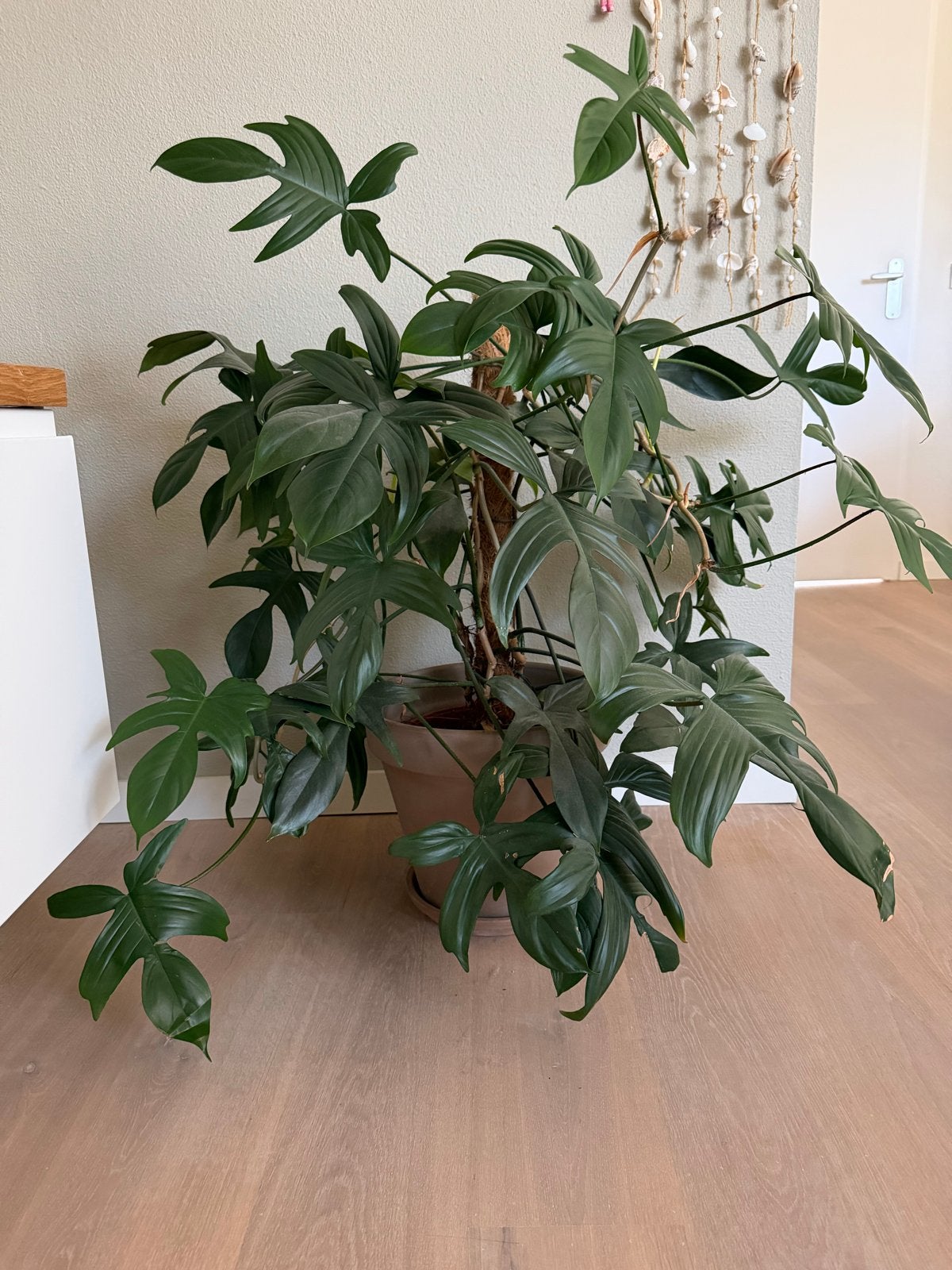 Philodendron 'Florida Green' - 75-80cm hoog, Ophalen, Vaste plant, Bloeit niet, Halfschaduw