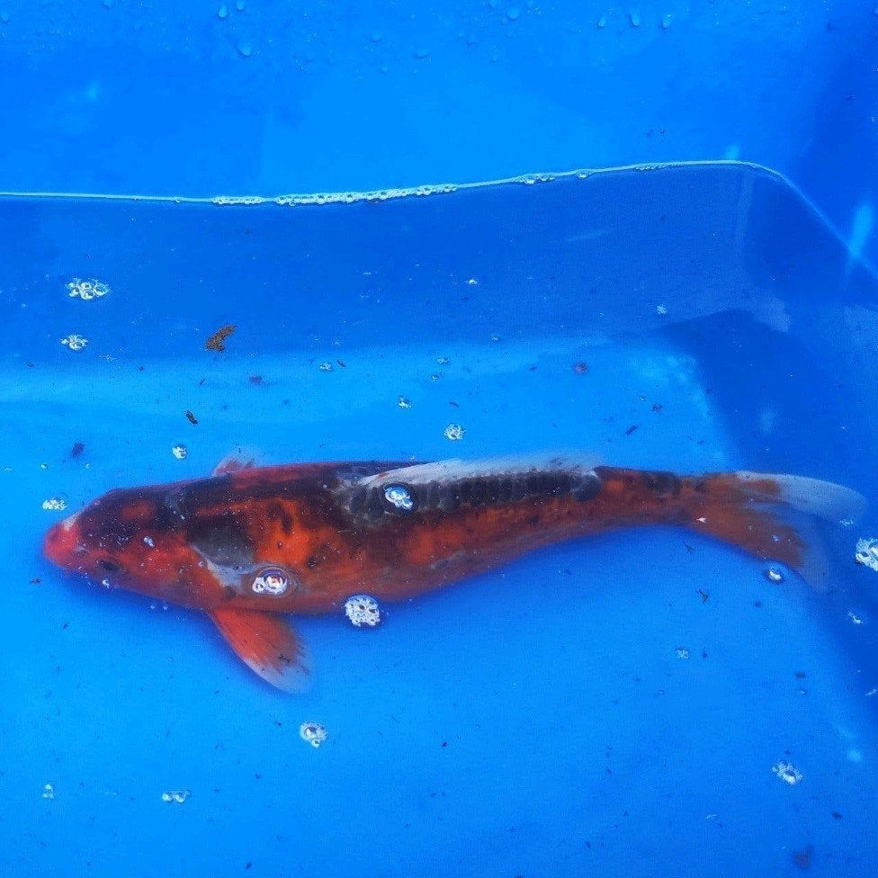 koi vijvervis vis #1, Dieren en Toebehoren, Karper of Koi
