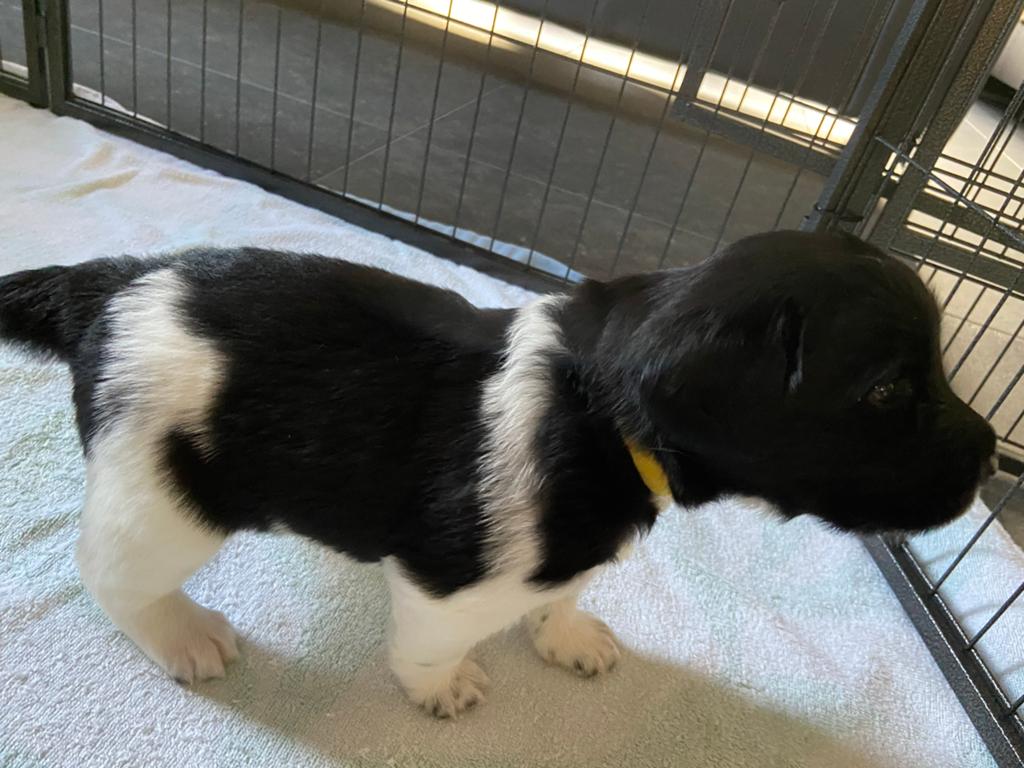 Prachtige Friese stabij pups 2 teefjes beschikbaar, Dieren en Toebehoren, Parvo, 8 tot 15 weken, Teef, Meerdere