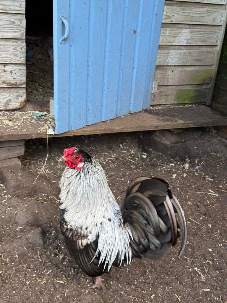 Prachtige haan, Sebright x Ameraucanas, Dieren en Toebehoren, Pluimvee, Mannelijk, Kip