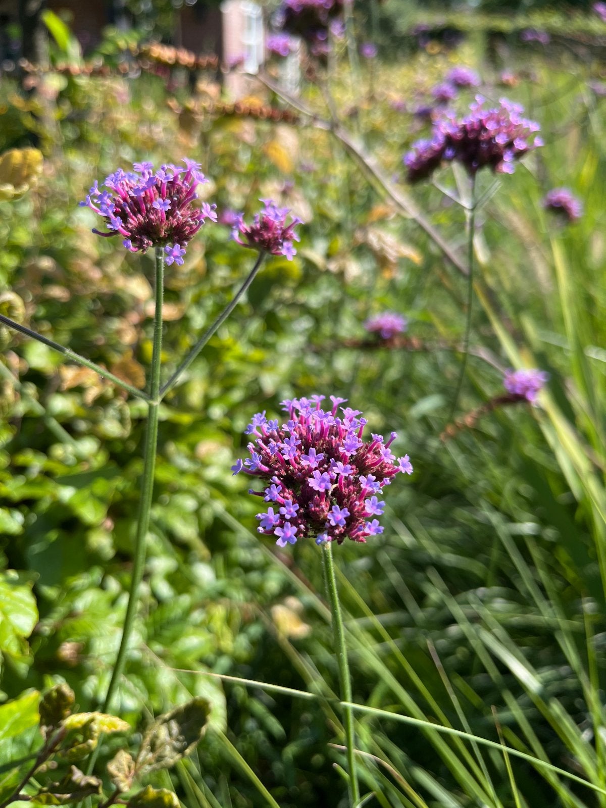 Verbena bonariensis - IJzerhard plantjes, Tuin en Terras, Overige soorten, Volle zon, Vaste plant, Ophalen of Verzenden