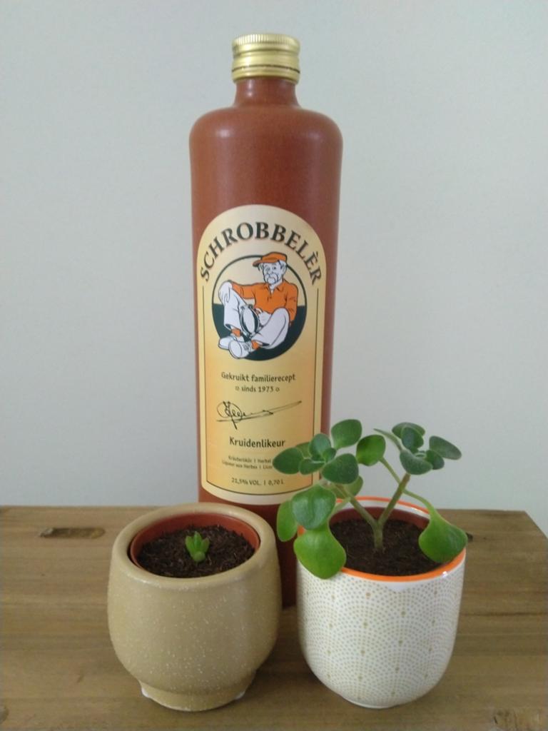 Tree of love plant/Haworthia Cooperi Baker/potjes/lege kruik, Huis en Inrichting, Ophalen, Halfschaduw, Minder dan 100 cm