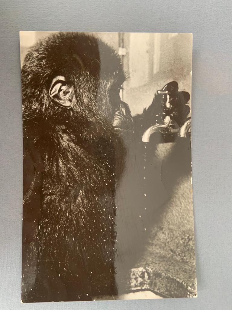 Artis Amsterdam - Jonge Gorilla, Verzenden, 1960 tot 1980, Gelopen, Noord-Holland