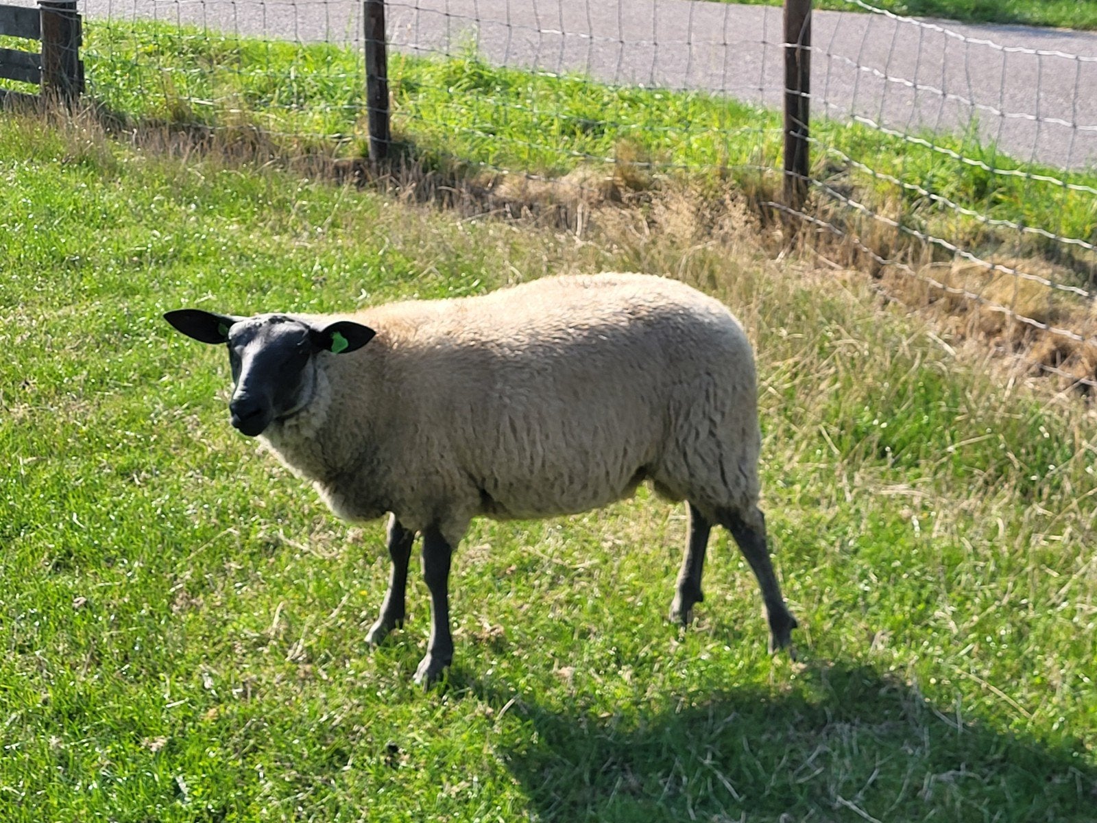 Te koop: Bleu du Maine ramlammeren, Dieren en Toebehoren, Mannelijk, Schaap