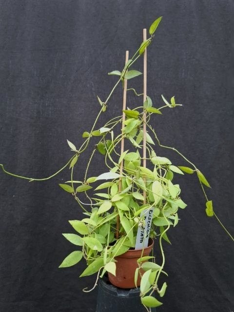 Dischidia punctata, Huis en Inrichting, Overige soorten, Minder dan 100 cm, Bloeiende kamerplant, Halfschaduw