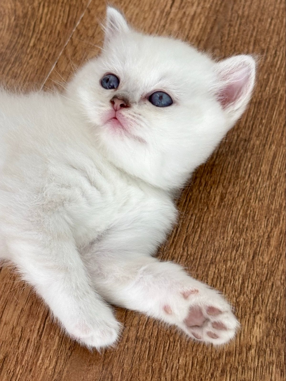Brits koorthaar kittens, Kater, Kortharig, 0 tot 2 jaar