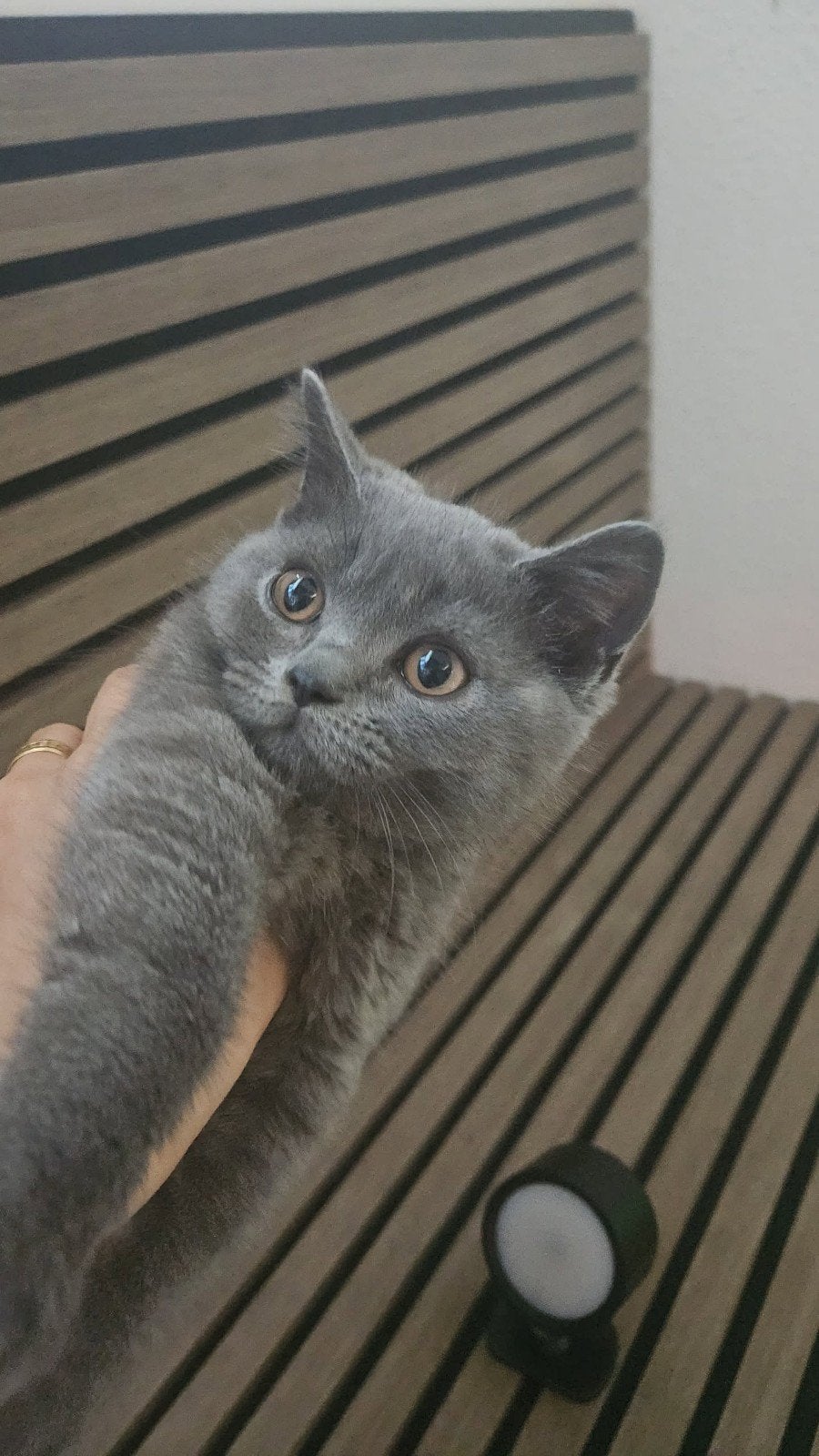 Britse korthaar kat, 3 maanden oud., Dieren en Toebehoren