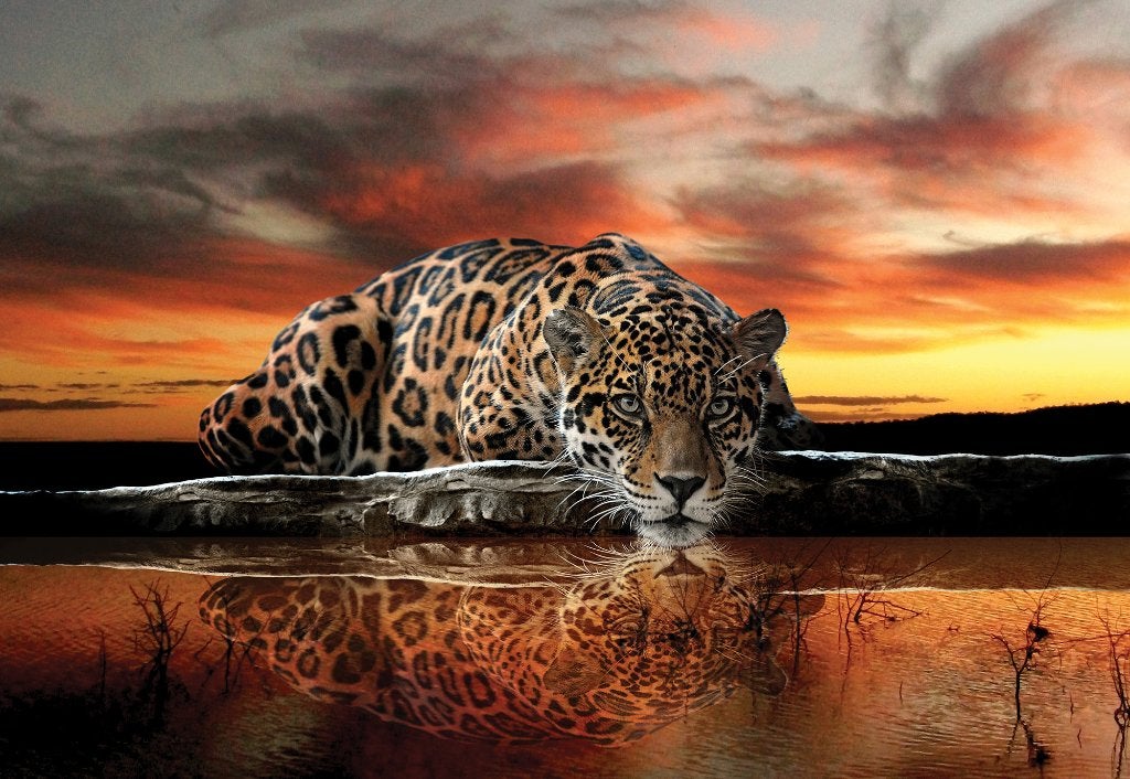 Jungle fotobehang Jaguar, Jungledieren Standaard en Op maat, Verzenden, Fotobehang, Natuurlijk