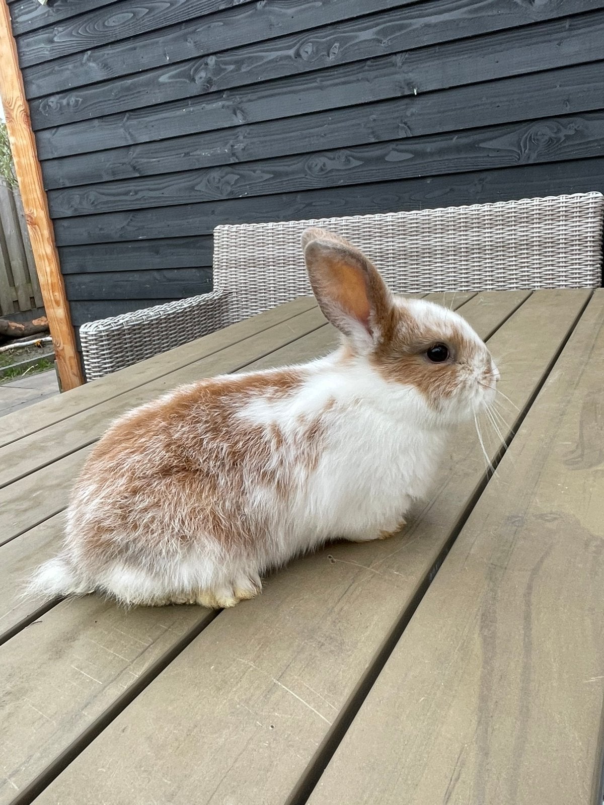 Baby Konijnen, Dieren en Toebehoren, Mannelijk