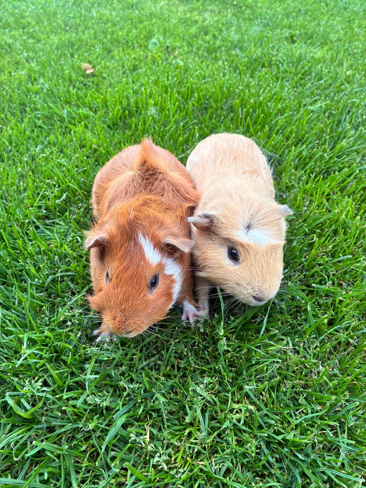 Cavia’s te koop, Mei, Mannelijk, Cavia