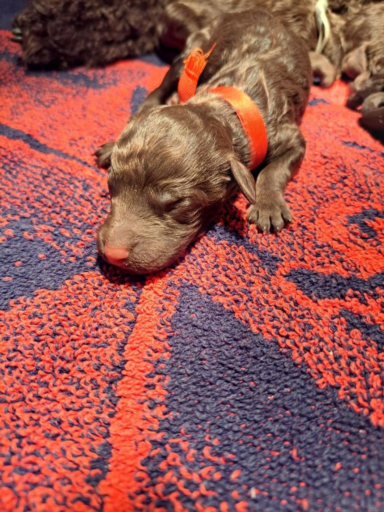 Labradoodle pups, 8 tot 15 weken, Meerdere, Meerdere dieren, Middel
