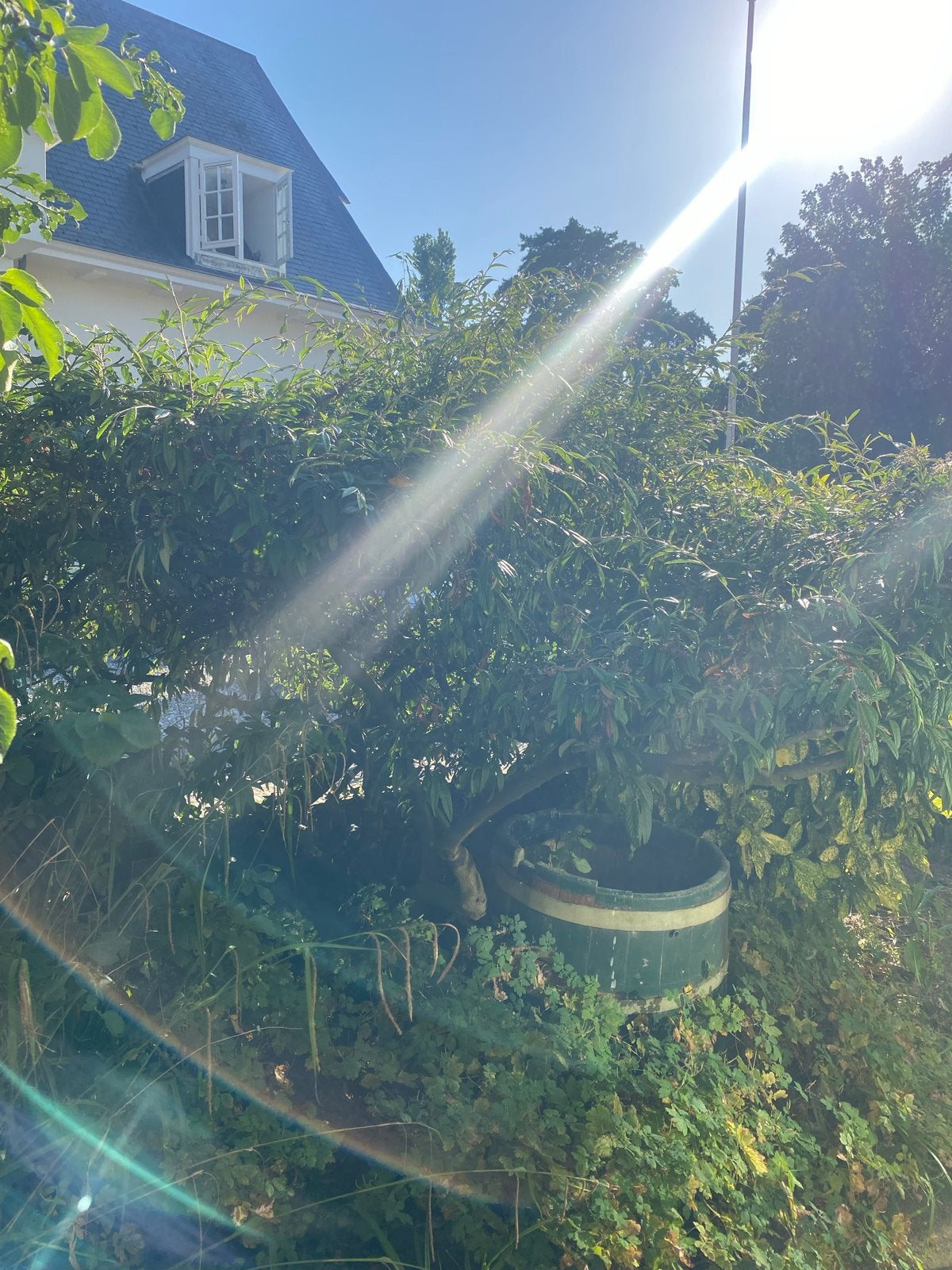 Grote struik of kleine boom, Volle zon, Vaste plant, Bloeit niet, Ophalen