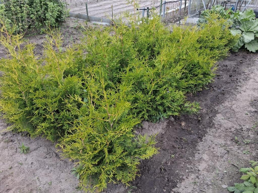 Thuja Occidentalis 'Danica' - Frisgroene Struiken, Ophalen of Verzenden, Conifeer, Struik, Minder dan 100 cm