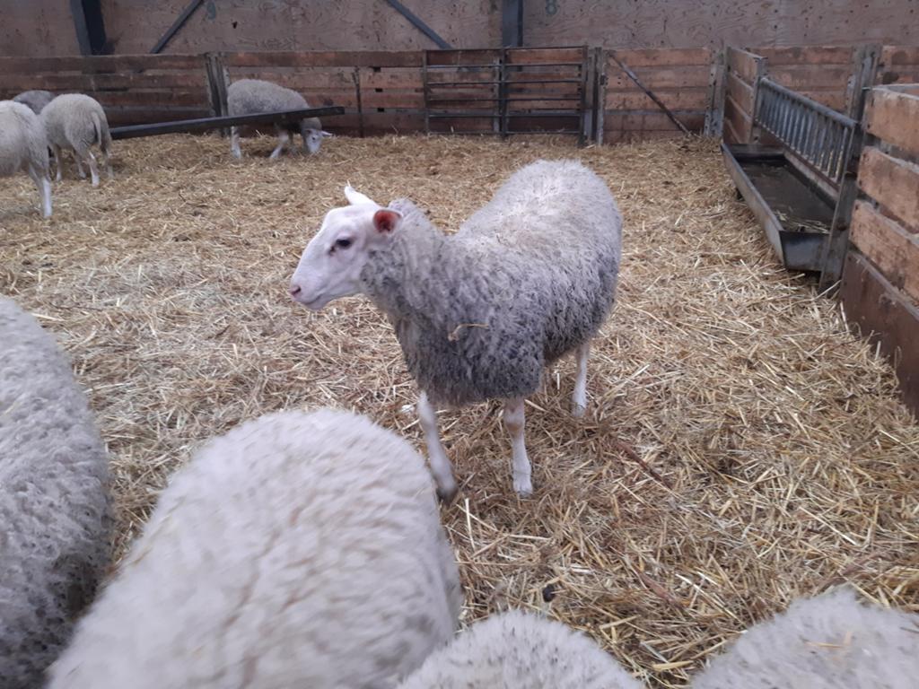 Schapen Inra 401, Dieren en Toebehoren, Meerdere dieren, Schaap