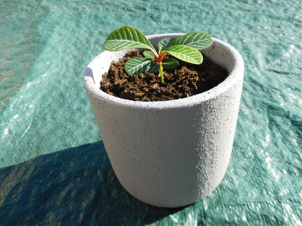 Stekje Madagascar Jewel in sierpot, Huis en Inrichting, Ophalen, Overige soorten, Halfschaduw, Minder dan 100 cm
