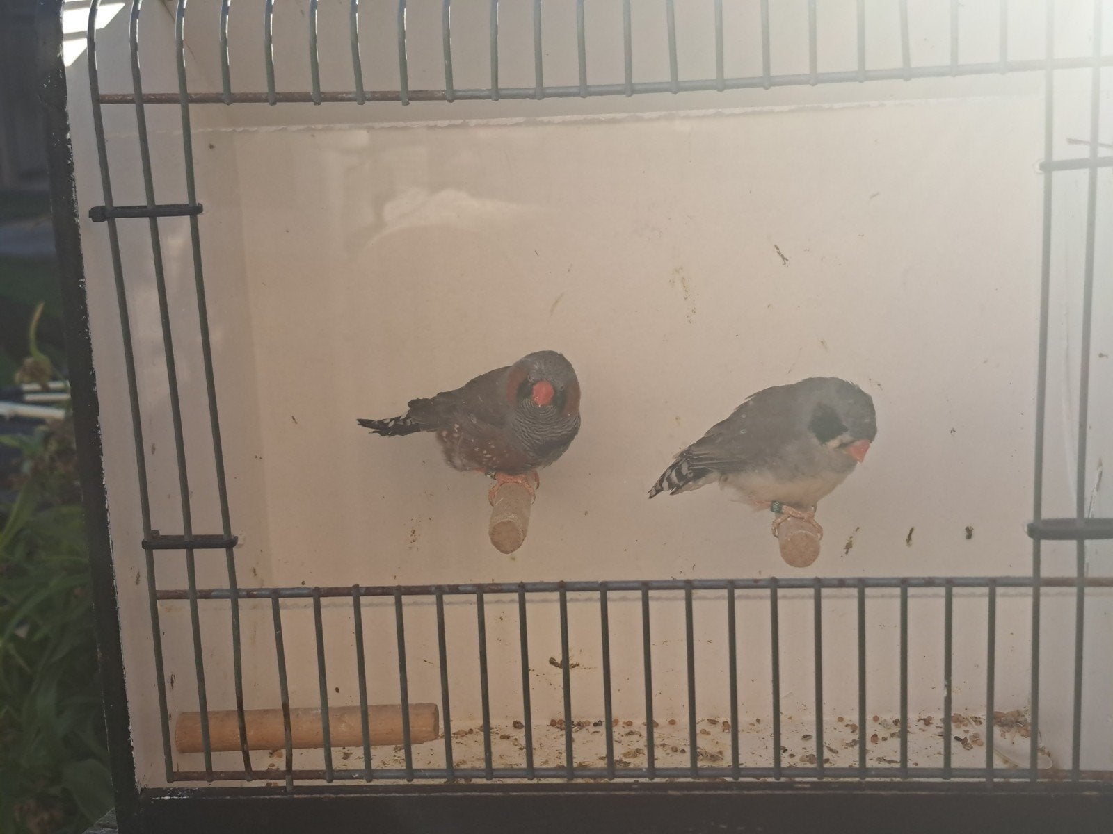 Koppel zebravinken bkackface zwartwang, Dieren en Toebehoren, Meerdere dieren, Tropenvogel, Geringd