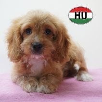 Cavapoo, schattige pups te koop, 15 weken tot 1 jaar, Handelaar, Buitenland, Meerdere