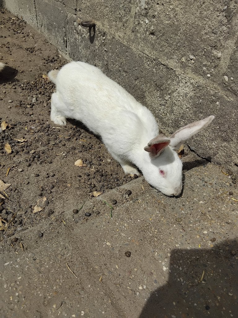 Konijnen rammen, Dieren en Toebehoren, Mannelijk, Middelgroot, 0 tot 2 jaar