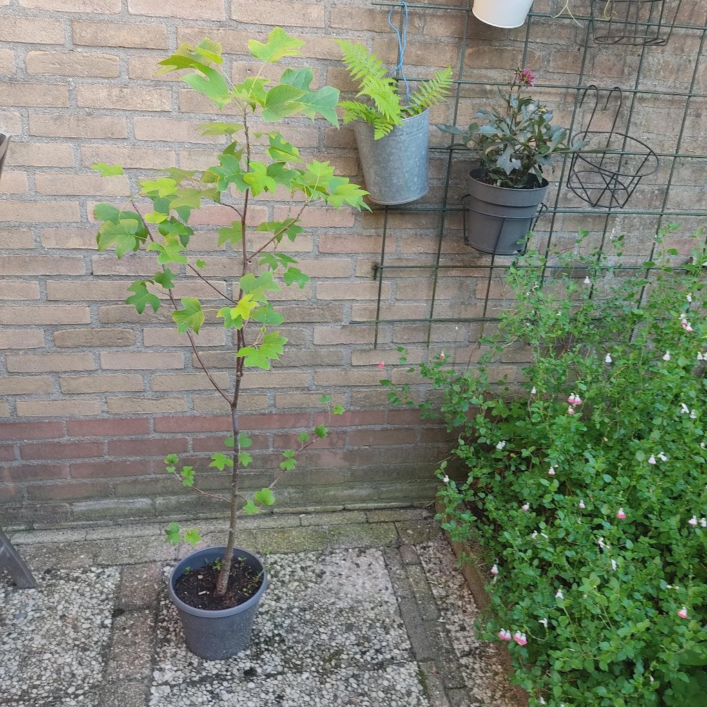 Liriodendron tulipifera, ook wel Amerikaanse tulpenboom, Overige soorten, Lente, 100 tot 250 cm, Ophalen
