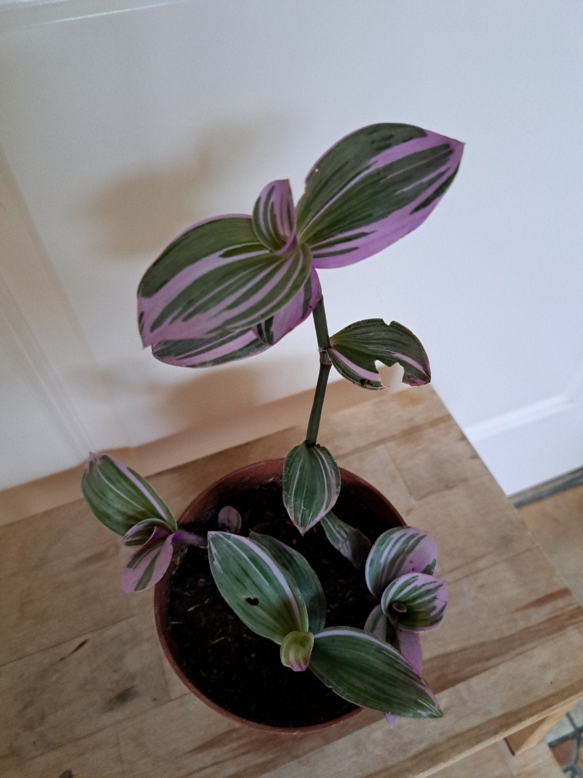 gemakkelijke hangplant, Ophalen, Halfschaduw, Minder dan 100 cm