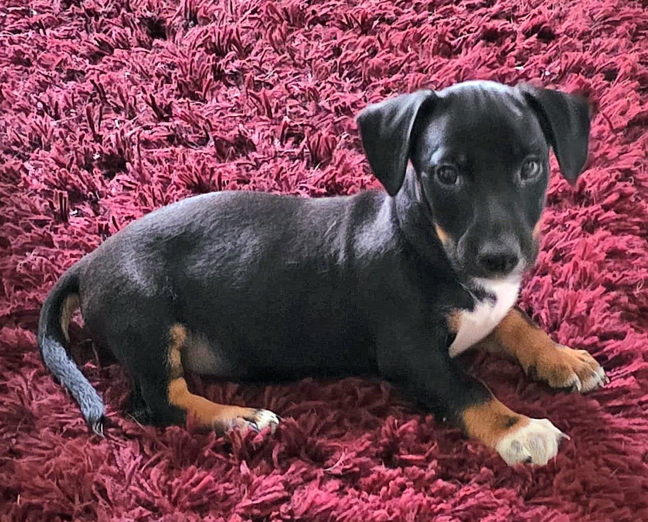 Jack Russel pups, Parvo, Jack Russell Terriër, 8 tot 15 weken, Meerdere
