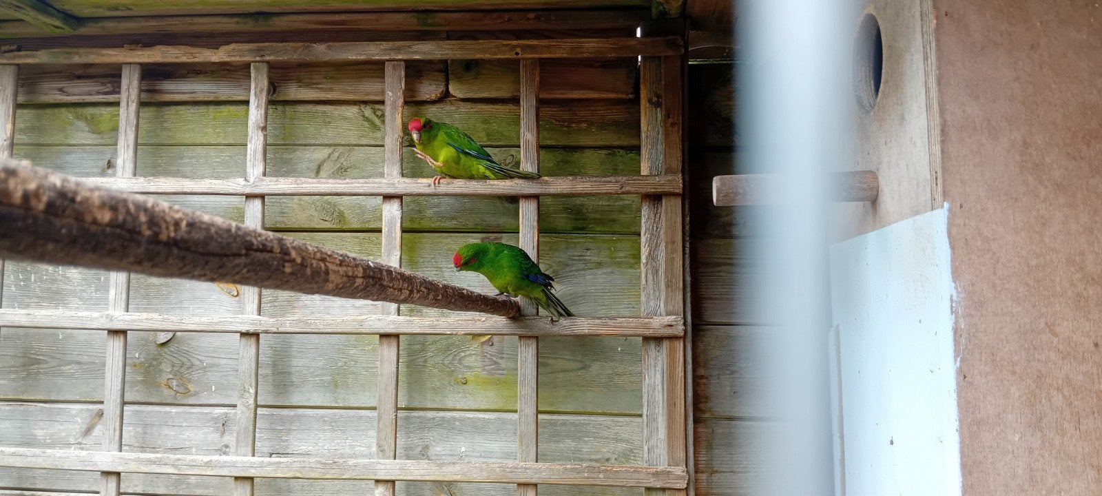 jonge Groene Roodvoorhoofd Kakariki, Dieren en Toebehoren, Vogels | Parkieten en Papegaaien, Meerdere dieren, Parkiet